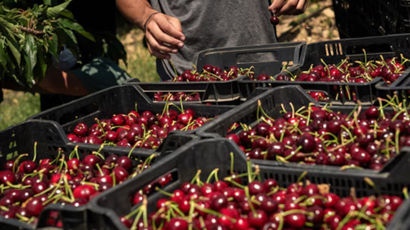 cajas de cerezas en un supermercado de Mercadona