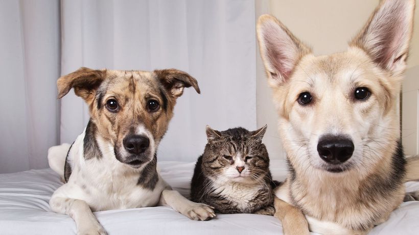 dos perros y un gato
