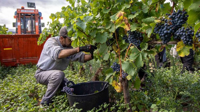 Un hombre trabajando en la vendimia