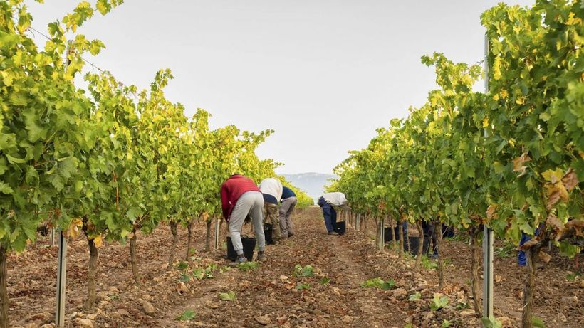 Trabajadores vendimia