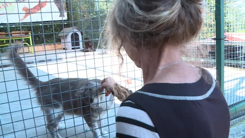 Uno de los gatos acogidos en el refugio