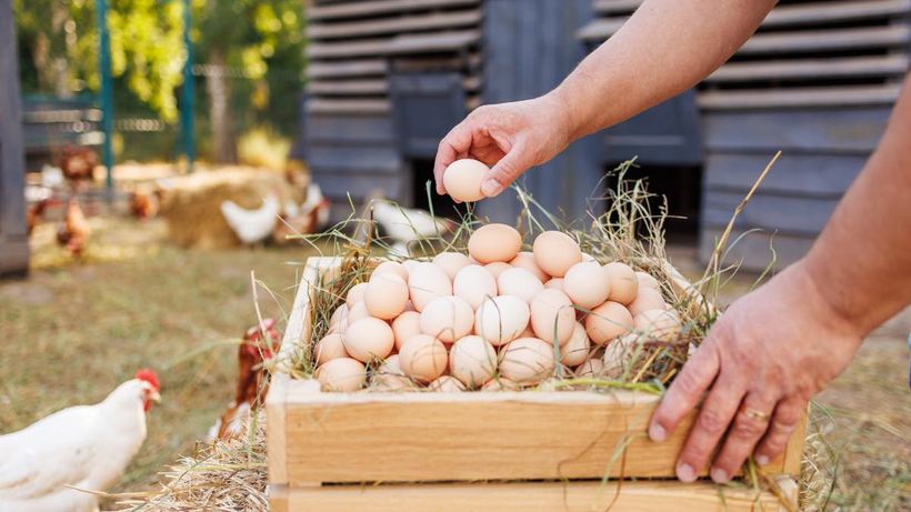 Una persona recogiendo huevos de una granja