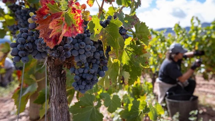 Una persona en la vendimia