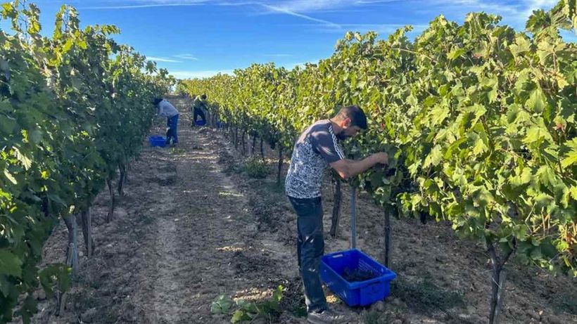 Personas trabajando en una vendimia