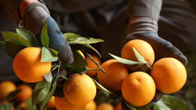 Una persona recogiendo naranjas