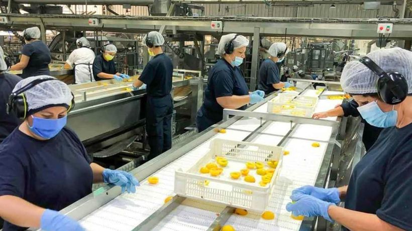 Trabajadores linea alimentaria