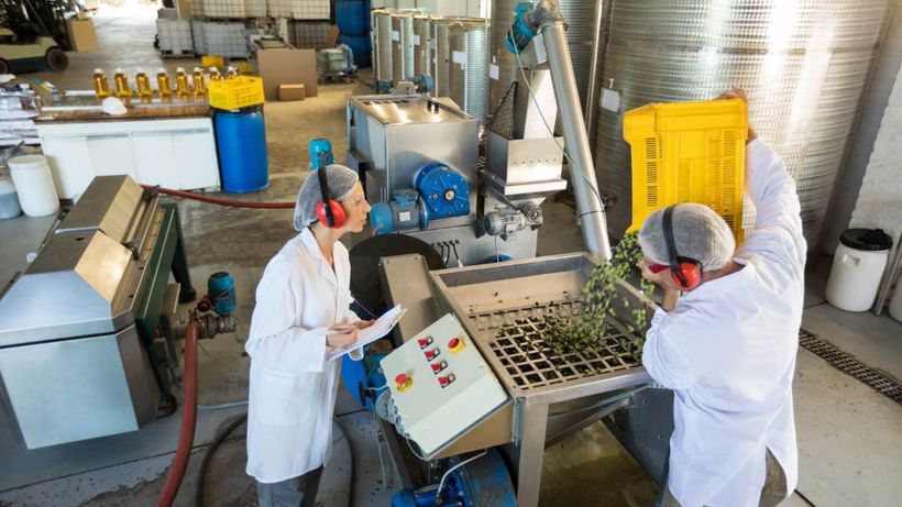 Operarios de aceituna