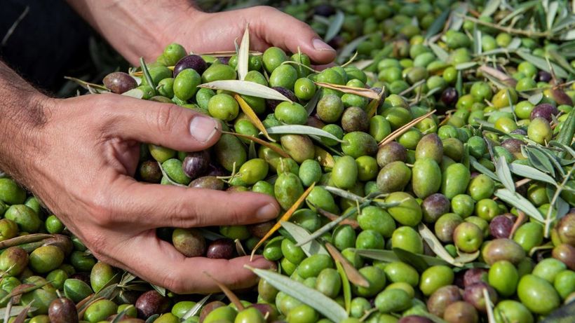 foto de aceitunas de EFE