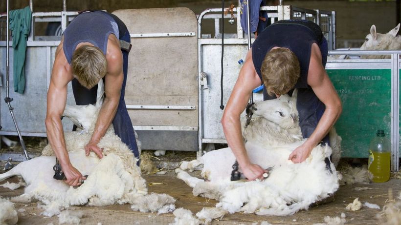 esquiladores ovejas envato