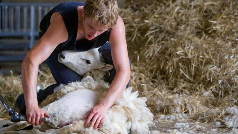 esquilador ovejas envato