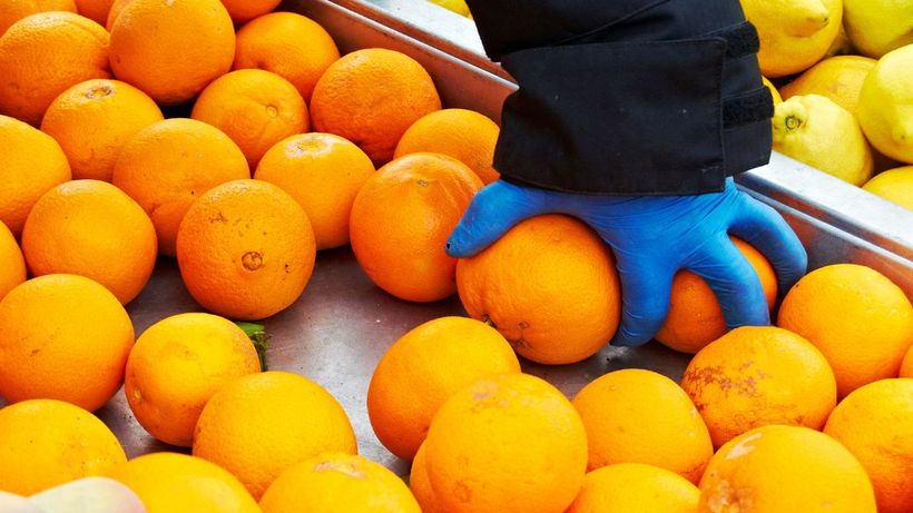 Persona recogiendo naranjas