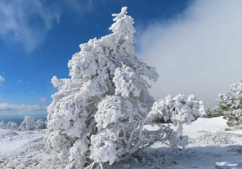 Imagen de una cencellada