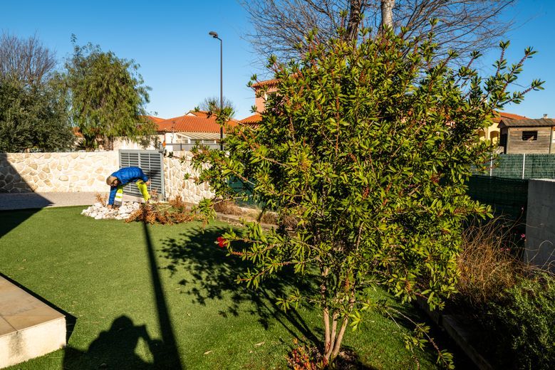 El callistemon plantado sin sustrato de yuca no sobrevivió