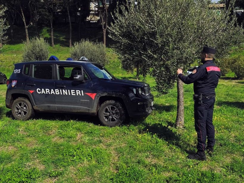 los agentes de Carabinieri interviniendo el olivar