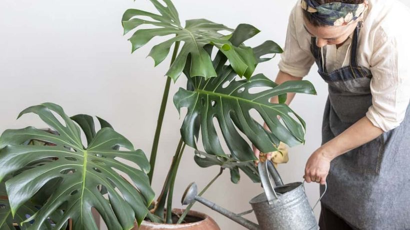 Jardinero riega un filodendro