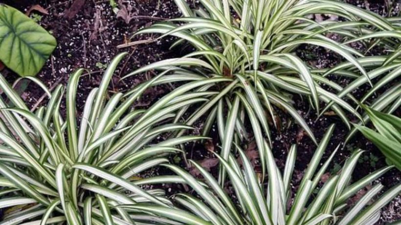 Planta cinta o lazo de amor