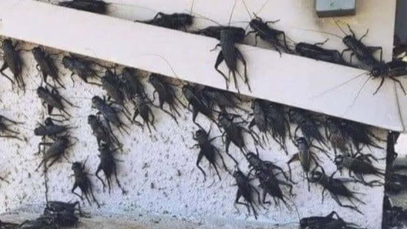 Varios grillo en el exterior de la chada de una casa