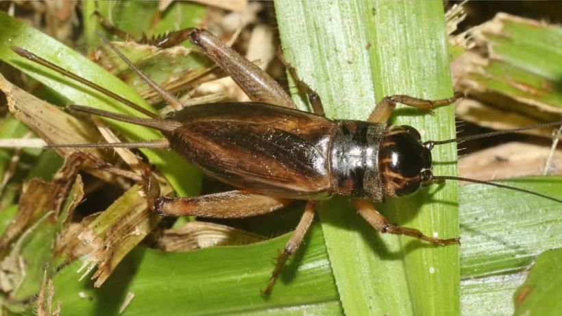 Grillo en el interior de un jardín