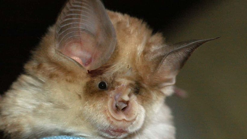 Quiropterólogo sosteniendo y estudiando un murciélago en sus manos