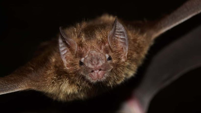 Primer plano de un espeluznante murciélago vampiro común