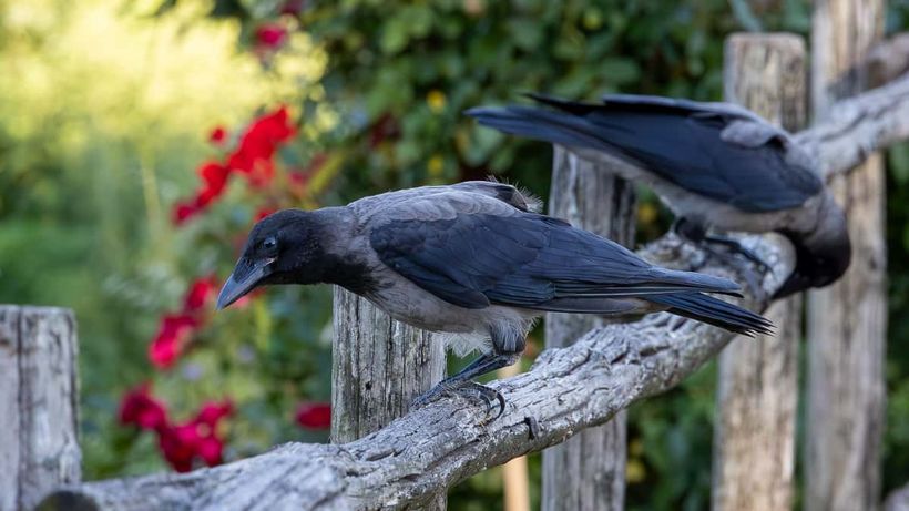Dos cuervos apoyados