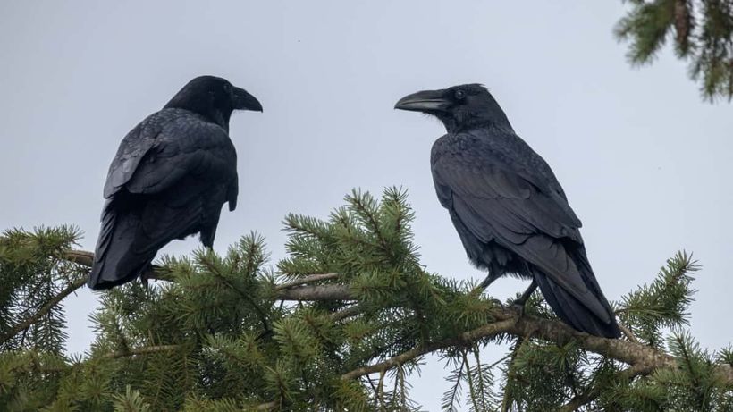 Dos cuervos sobre un pino