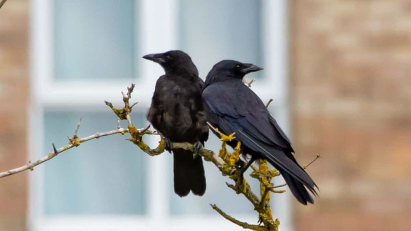 Dos cuervos cerca de una vivienda