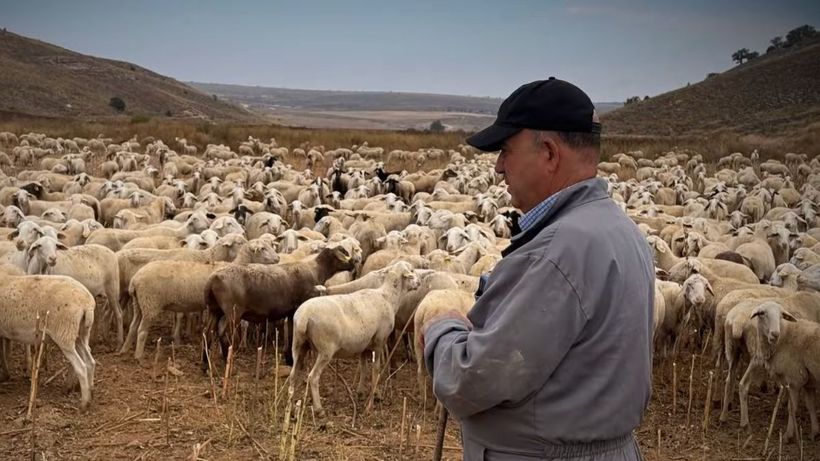 pastor ovejas