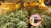 Una plantación de marihuana