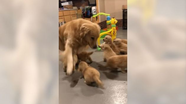 No estás preparado para ver a este Golden Retriever jugueteando con sus cachorros