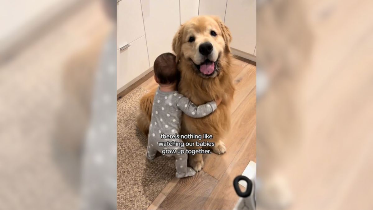 Golden Retriever con un niño abrazándolo Golden Retriever con un niño abrazándolo