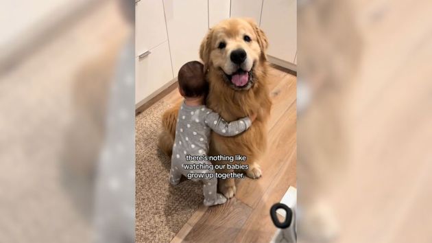 Si no quieres derretirte mejor no lo veas: este niño da sus primeros pasos para abrazar al Golden Retriever