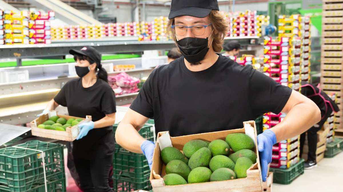 Operario de una envasadora de aguacates Operario de una envasadora de aguacates
