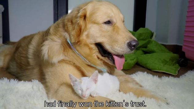Si no quieres derretirte mejor no lo veas: dos Golden Retrievers encuentran un gatito perdido y lo adoptan de inmediato