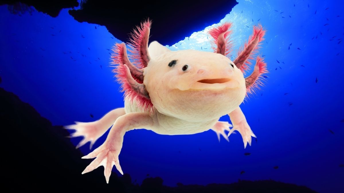 El ajolote, el animal que nos salvará la vida Un ajolote
