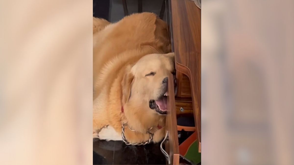 Un golden retriever durmiendo sobre un muebles Un golden retriever durmiendo sobre un muebles