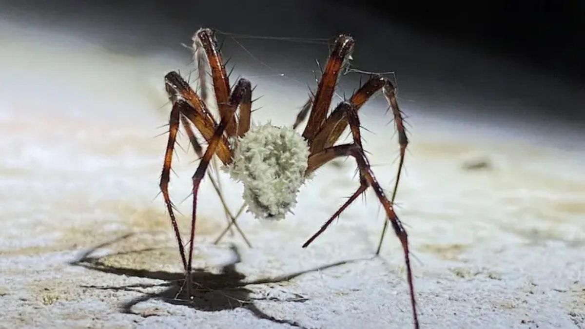 La ‘araña zombi’ andando con un hongo El hongo sobre una araña zombi