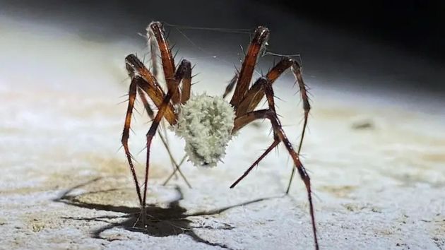La ‘araña zombi’: el depredador que los científicos ignoraban y ahora aterra al mundo