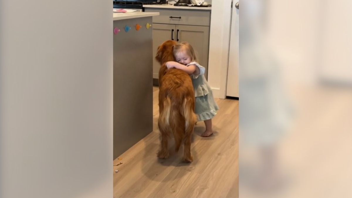 Captura del vídeo del golden retriever de Pennie Captura del vídeo del golden retriever de Pennie