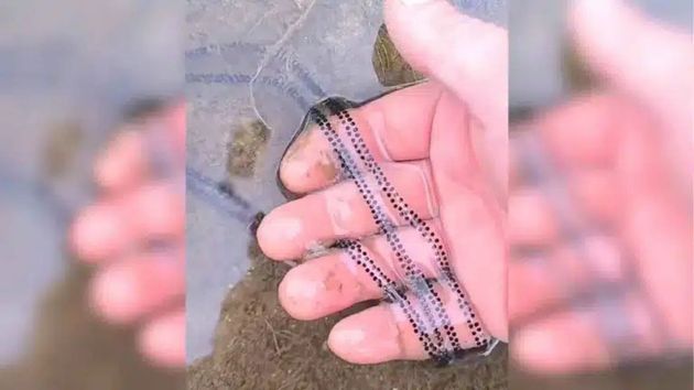 Imagen del video del ganadero