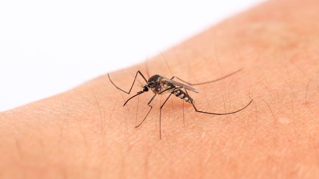Un mosquito sobre la piel
