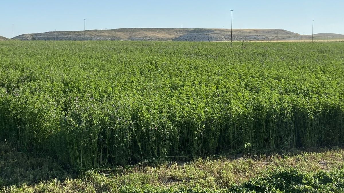 Un campo de alfalfa, en España. Alfalfa