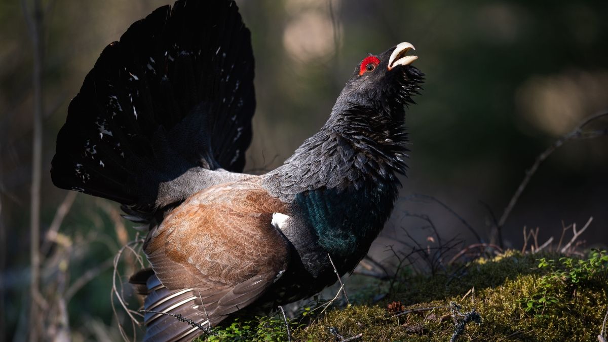 Urogallo Urogallo