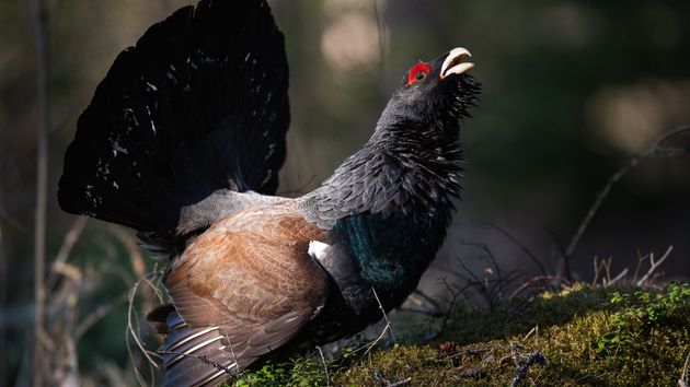 Pagarán 200.000 euros de multa por hacer una foto a un pájaro en su época de apareamiento