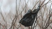 Una bolsa negra en un árbol