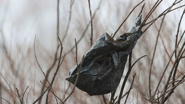 Una bolsa negra en un árbol