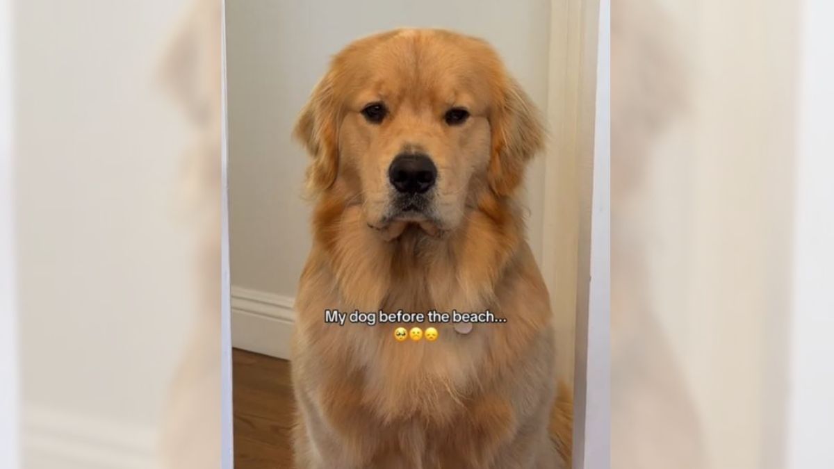 Un Golden Retriever triste Un Golden Retriever triste