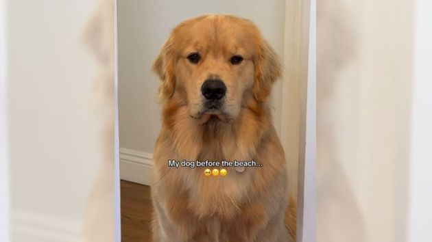 Un Golden Retriever triste