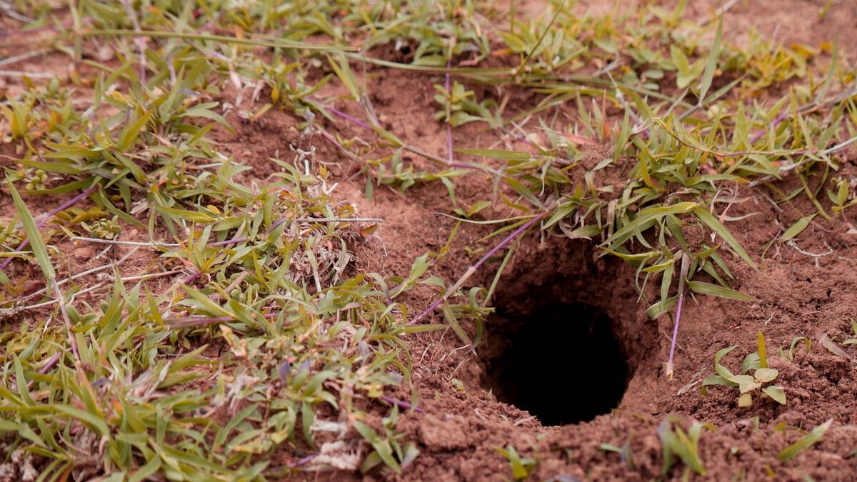 Cuidado si ves este agujero en tu jardín puede ser un nido de serpientes: qué hacer agujero en el jardín