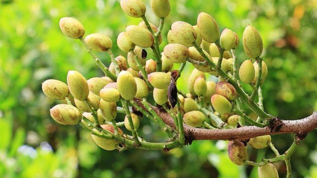 El oro verde que llega con fuerza a la agricultura española y genera miles de euros